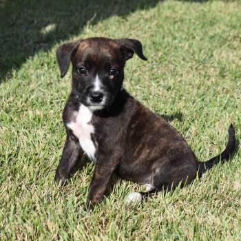 Rescue Mixed Breed Dogs for Adoption in Searcy, Arkansas - Dale | PetCurious