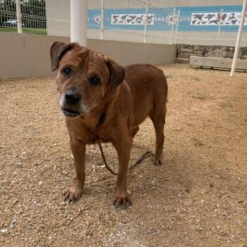 Matt -  Mixed Breed Dog for Adoption in Bentonville, Arkansas - Matt | PetCurious