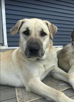 Kusu -  Anatolian Shepherd Dog for Adoption in Troy, Virginia - Kusu | PetCurious