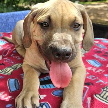 Mixed Breed Dogs Available for Adoption in Pelham, New Hampshire - Pomelo | PetCurious