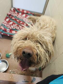 Labradoodle Dogs Available for Adoption - Koda | PetCurious