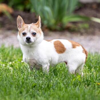 Chihuahua Dogs Available for Adoption in Council Bluffs, Iowa - Daisey | PetCurious