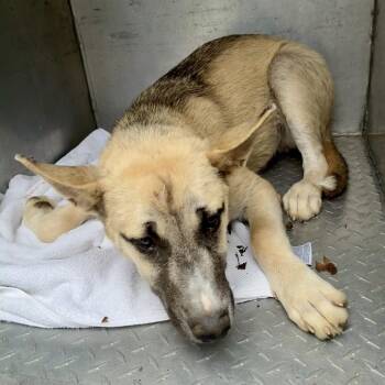 Fitz -  Shepherd Dog for Adoption in Chattanooga, Tennessee - Fitz | PetCurious