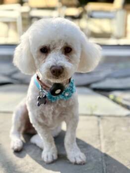 Maltese and Poodle Dogs Available for Adoption in Palo Alto, California - Pavlova | PetCurious