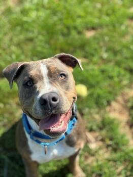 Rufus -  American Staffordshire Terrier and Bull Terrier Dog for Adoption in Augusta, West Virginia - Rufus | PetCurious