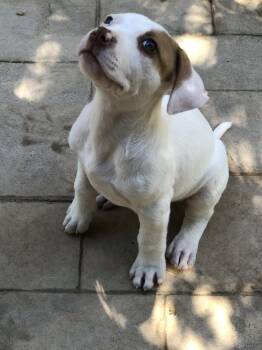 Petey -  Pit Bull Terrier Dog for Adoption in Lafayette, California - Petey | PetCurious