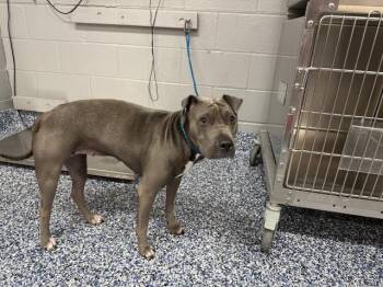 STELLA -  Shar Pei and Pit Bull Terrier Dog for Adoption in Thousand Palms, California - STELLA | PetCurious
