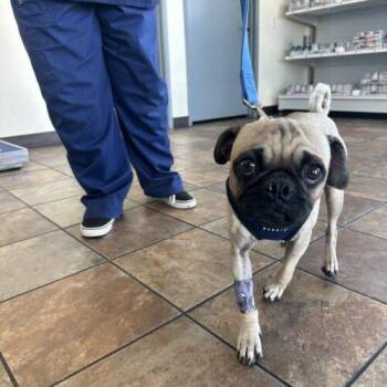 Charlie -  Pug Dog for Adoption in Seattle, Washington - Charlie | PetCurious