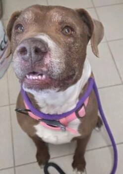 Pit Bull Terrier and Mixed Breed Dogs Available for Adoption in Edgewood, New Mexico - Diamond | PetCurious