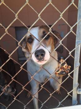 Bayou -  Retriever Dog Available for Adoption in Gautier, Mississippi - Bayou | PetCurious