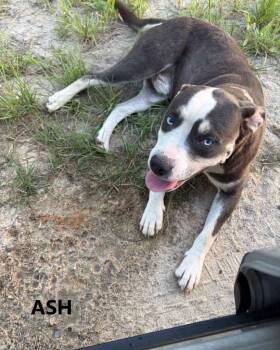 Ash -  Husky Dog for Adoption in Washington, Georgia - Ash | PetCurious