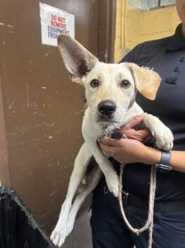 German Shepherd Dog and Labrador Retriever Dogs Available for Adoption in Stockton, California - SANDY | PetCurious