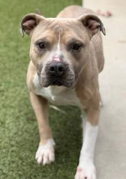 Waffles -  Pit Bull Terrier Dog for Adoption in Fayetteville, Arkansas - Waffles | PetCurious
