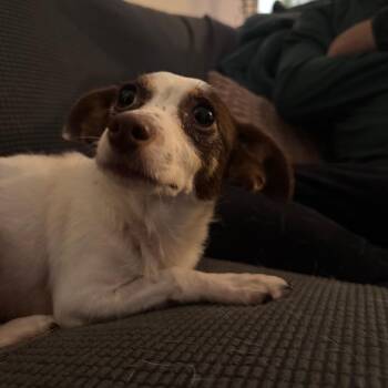 Sara D71109 -  Chihuahua and Mixed Breed Dog for Adoption in Minnetonka, Minnesota - Sara D71109 | PetCurious