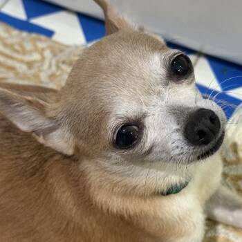 Rescue Chihuahua Dogs for Adoption in Austin, Texas - Itsy Bitsy | PetCurious