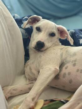 Latte -  Mixed Breed Dog for Adoption in Richmond, Virginia - Latte | PetCurious