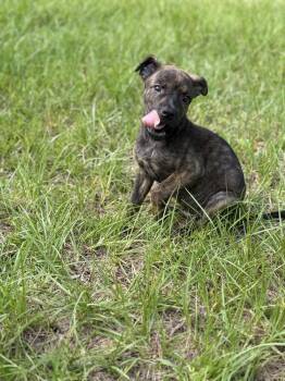 Pharaoh -  Shepherd and American Bulldog Dog for Adoption in Troy, Alabama - Pharaoh | PetCurious