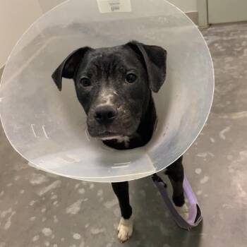 Mixed Breed Dogs Available for Adoption in Pittsburgh, Pennsylvania - Lewis | PetCurious