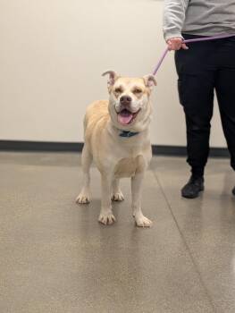 Crystal -  Husky and Mixed Breed Dog for Adoption in Greenfield, Indiana - Crystal | PetCurious