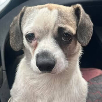 Rescue Chihuahua Dogs for Adoption in Savannah, Georgia - Lord Stubbins McTeeftins | PetCurious
