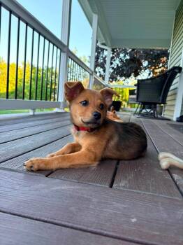 Betty -  German Shepherd Dog Dog for Adoption in Alden, New York - Betty | PetCurious