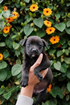 Labrador Retriever and Jindo Dogs Available for Adoption in San Diego, California - Brie | PetCurious