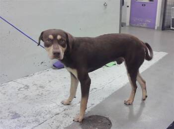 MAYNOR -  Labrador Retriever and Mixed Breed Dog for Adoption in Houston, Texas - MAYNOR | PetCurious