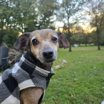 Pely -  Dachshund and Chihuahua Dog for Adoption in Baldwin, Maryland - Pely | PetCurious