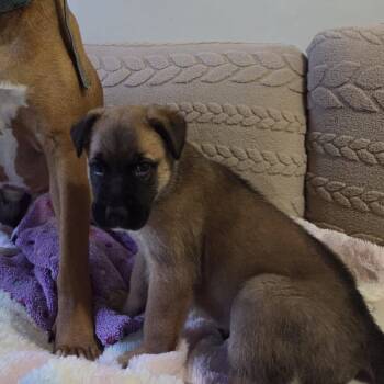 Azra -  Mixed Breed Dog for Adoption in Woodstock, Ontario - Azra | PetCurious