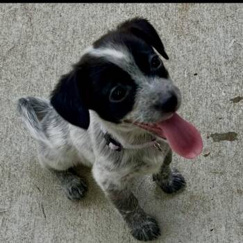 Chiweenie and Fox Terrier Dogs Available for Adoption - Daphne | PetCurious