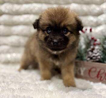 Rescue Australian Shepherd Dogs for Adoption in Iron Ridge, Wisconsin - Tiny Tim | PetCurious