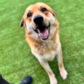Golden Retriever Dogs Available for Adoption in Parkersburg, West Virginia - Tim Bradford | PetCurious