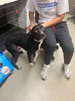 Ranger -  Terrier Dog for Adoption in Hopkinsville, Kentucky - Ranger | PetCurious