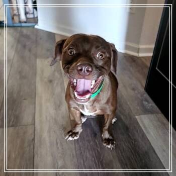 Rescue Border Terrier Dogs for Adoption in Chandler, Arizona - Bolt | PetCurious