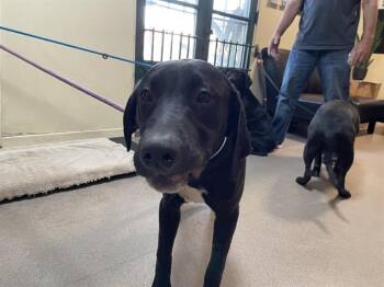 Rescue Labrador Retriever and Mixed Breed Dogs for Adoption in Pasadena, California - TACO | PetCurious