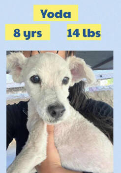 Rescue Terrier Dogs for Adoption in Cranston, Rhode Island - Yoda In TX | PetCurious