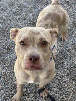Boo -  Boxer and Mixed Breed Dog for Adoption in Oxford, Michigan - Boo | PetCurious