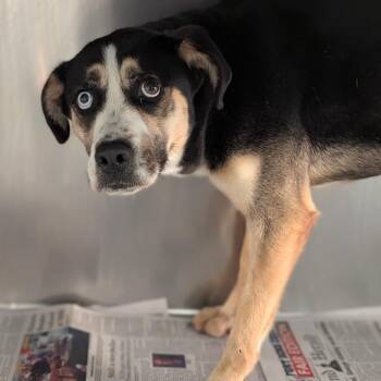 Mixed Breed Dogs Available for Adoption - Molly | PetCurious