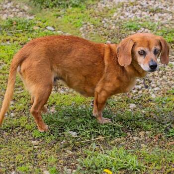 Dachshund and Beagle Dogs Available for Adoption in South Elgin, Illinois - Bo | PetCurious