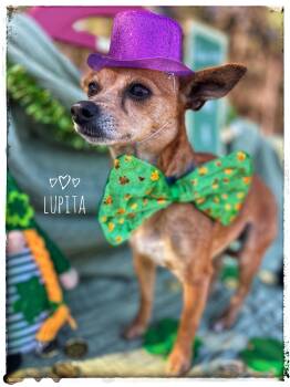 Chihuahua Dogs Available for Adoption - Lupita | PetCurious