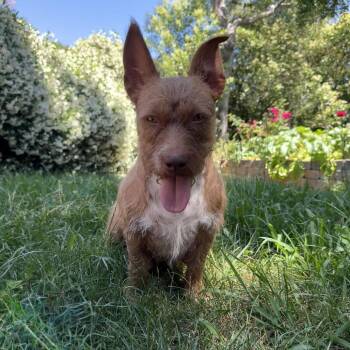 Sweetheart -  Wire Fox Terrier and Wirehaired Dachshund Dog for Adoption in Chico, California - Sweetheart | PetCurious