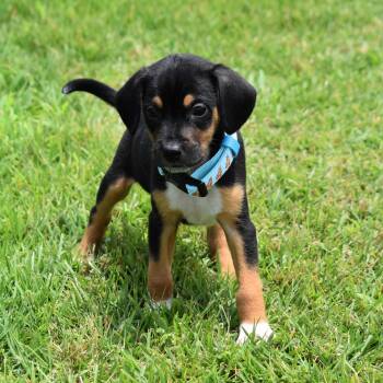 Brian -  Mixed Breed Dog for Adoption in Searcy, Arkansas - Brian | PetCurious