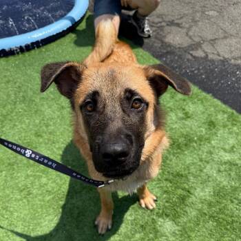 Captain -  Shepherd and Mixed Breed Dog for Adoption in New York, New York - Captain | PetCurious