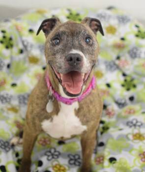 Luna -  Pit Bull Terrier and Boxer Dog for Adoption in Pontiac, Michigan - Luna | PetCurious