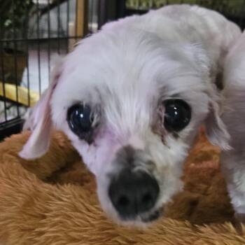 Rescue Shih Tzu Dogs for Adoption in Savannah, Georgia - 158254- Felix | PetCurious