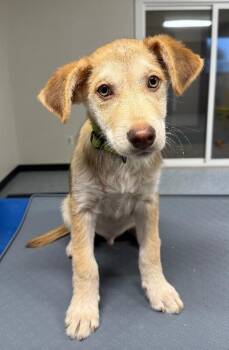 Butters -  Shepherd and Mixed Breed Dog for Adoption in Yankton, South Dakota - Butters | PetCurious