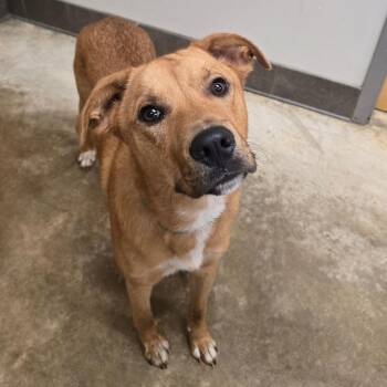 Alfie 042503U -  Labrador Retriever and Mixed Breed Dog for Adoption in Tupelo, Mississippi - Alfie 042503U | PetCurious