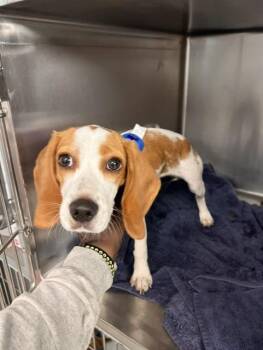 PEACH -  Beagle and Mixed Breed Dog for Adoption in Tallahassee, Florida - PEACH | PetCurious