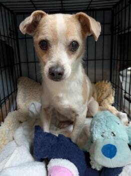 River -  Chihuahua Dog for Adoption in St. Augustine, Florida - River | PetCurious