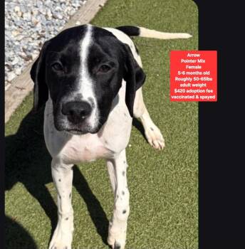 Arrow -  Pointer Dog for Adoption in Oviedo, Florida - Arrow | PetCurious